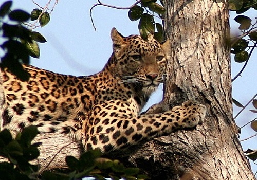 Leopard at Ranthambore