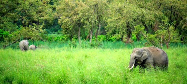 Jim Corbett National Park – Tiger Reserve of India Uttarakhand