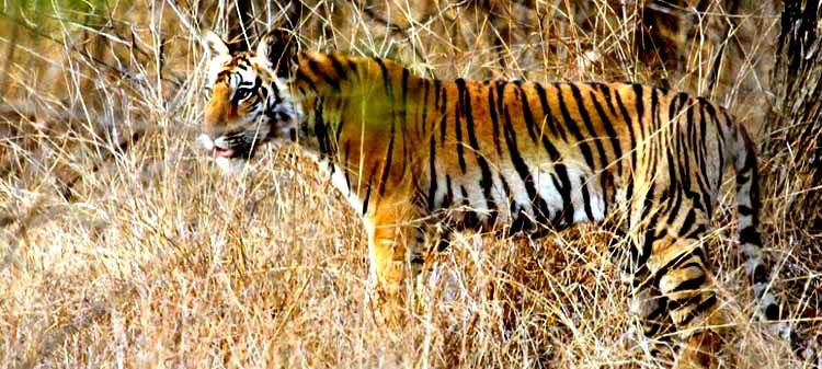 Pench National Park - Travel information