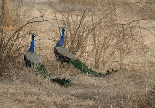 Peacock at Ranthambore