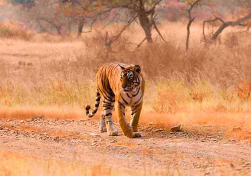 Tiger in Ranthambore National Park