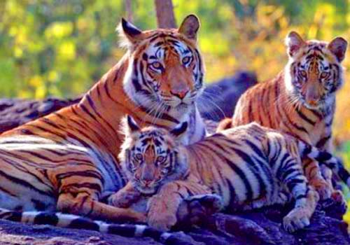 Group of Tigers in Ranthambore National Park