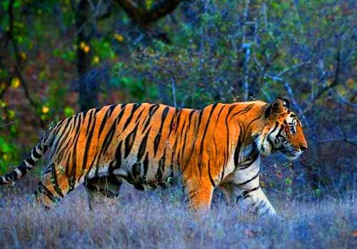 Kanha National Park