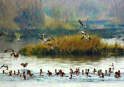 Bharatpur Bird Sanctuary