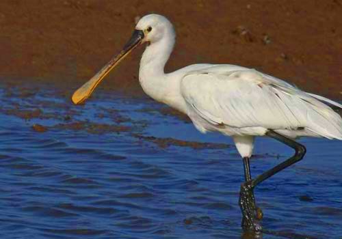 Bird Sanctaury in India