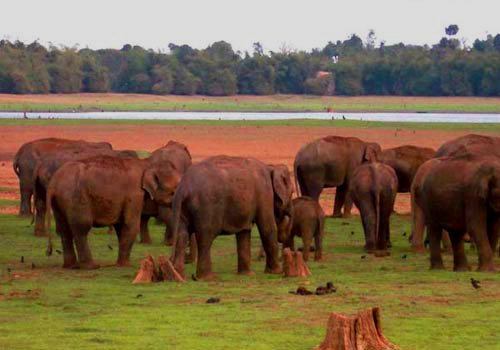 Group of Elephants