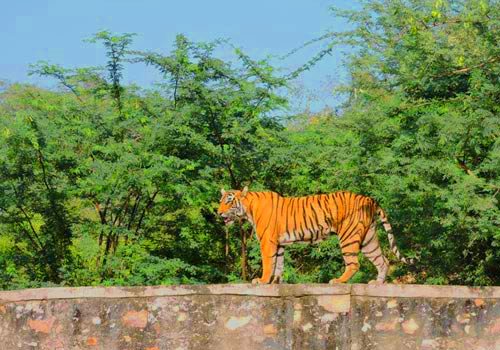 Ranthambore National Park