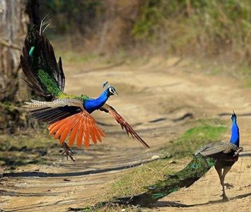 Peacock in Jim Corbett National Park