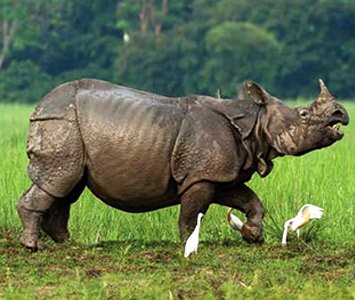 Wild Rhino in Kaziranga National Park